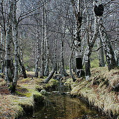 photo "Estrela Portugal"