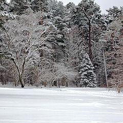 photo "Winter Forest"