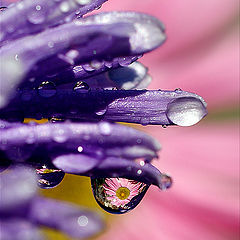photo "макро капля цветы вода"