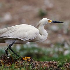 фото "egretta thula"