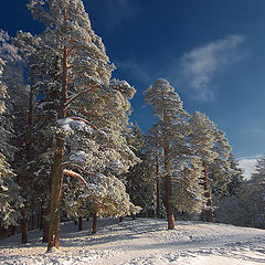 photo "Pargolovsky Shuvalovsky Park. Hill with a stone bench"