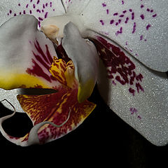 фото "Моя орхидея"