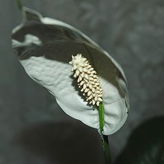 фото "Spathiphyllum"