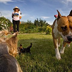 photo "Dogs Life"