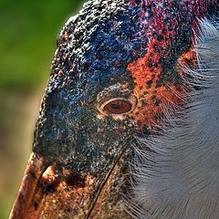 фото "Birds portrait"