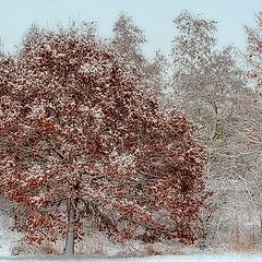 photo "winterdream"