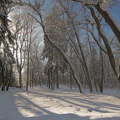 photo "Pargolovsky Shuvalovsky Park. Trees near the vehicle-road"