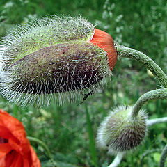 фото "Маки"