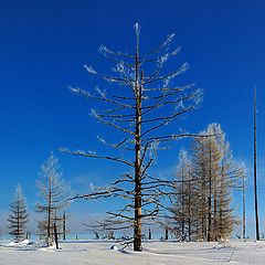 фото "- Оставайся, мальчик, с нами! (с)"