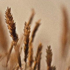 photo "grain"