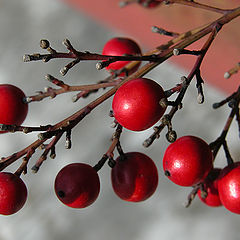 photo "red drops"