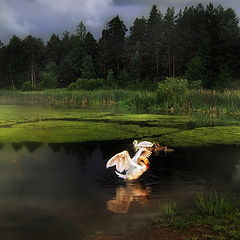 фото "перед грозой"