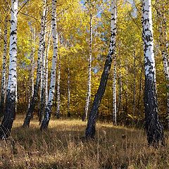 фото "Осенняя берёзовая 2"