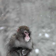 photo "Cold! ..."