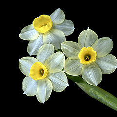 photo "mini Narcissus"