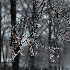 photo "***"