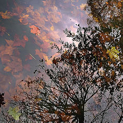 photo "Water Tree"