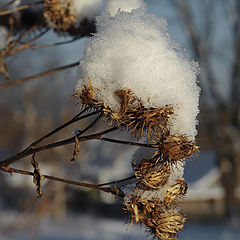 photo "February Day"