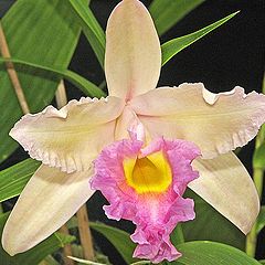 photo "Orchid. Sobralia mirabilis."