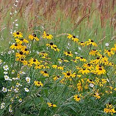 photo "Summer carpet"