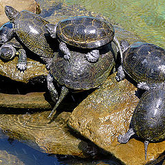 photo "Parade turtles / Парад черепах"