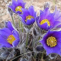 photo "Pulsatilla"