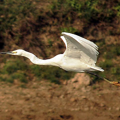 photo "EGRET"