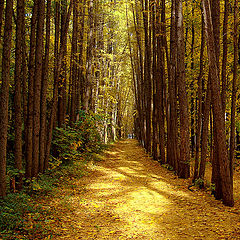 photo "Gold Runner"