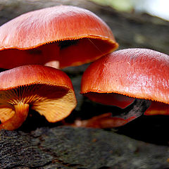 photo "Fungi"