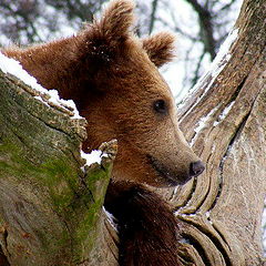 photo "Braun bear."