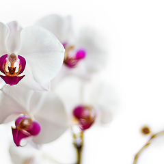 фото "Орхидеи"