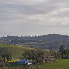 photo "Vineyard's winter"