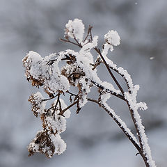 photo "Dressed up in winter"