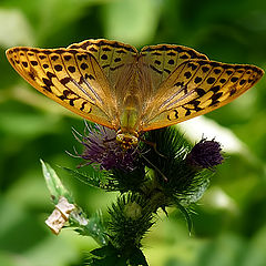 фото "Argynnis paphia"