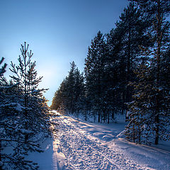 photo "Trail"