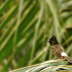 photo "BULBUL"