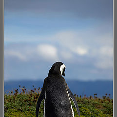 фото "Penguin"