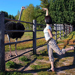 photo "Who is  the best ostrich?"