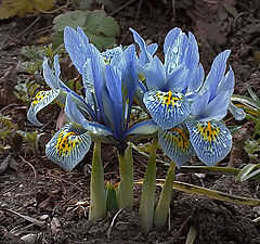 photo "Round dance"