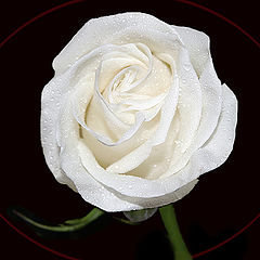 photo "***"