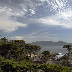 photo "The Lone Cypress"