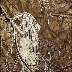 photo "Winter tears"