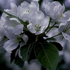 photo "apple blossom"