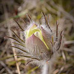 photo "Pasqueflower / 0170_0030"