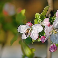 фото "Весна"