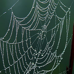 photo "Web"