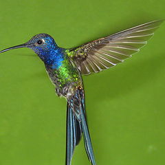 фото "Hummingbird #2"