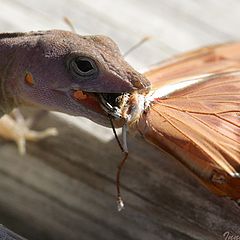 photo "Lunch"