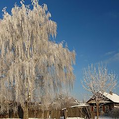 фото "Белая береза под моим окном ..."