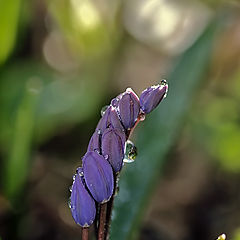 photo "My light, pocket mirror..."